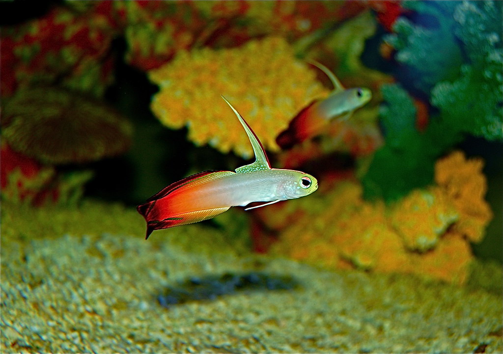Firefish Goby 2