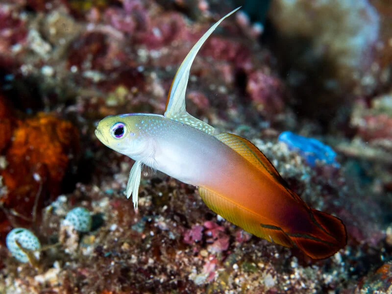 Firefish Goby 4