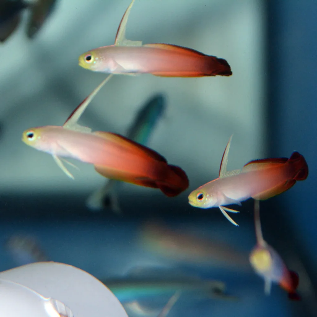 Firefish Goby 5