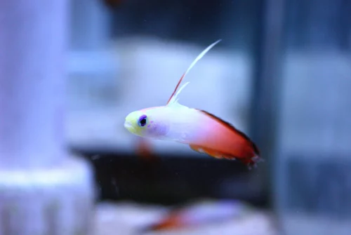 Cá Bống Cờ Lửa – Firefish Goby (Nemateleotris magnifica)