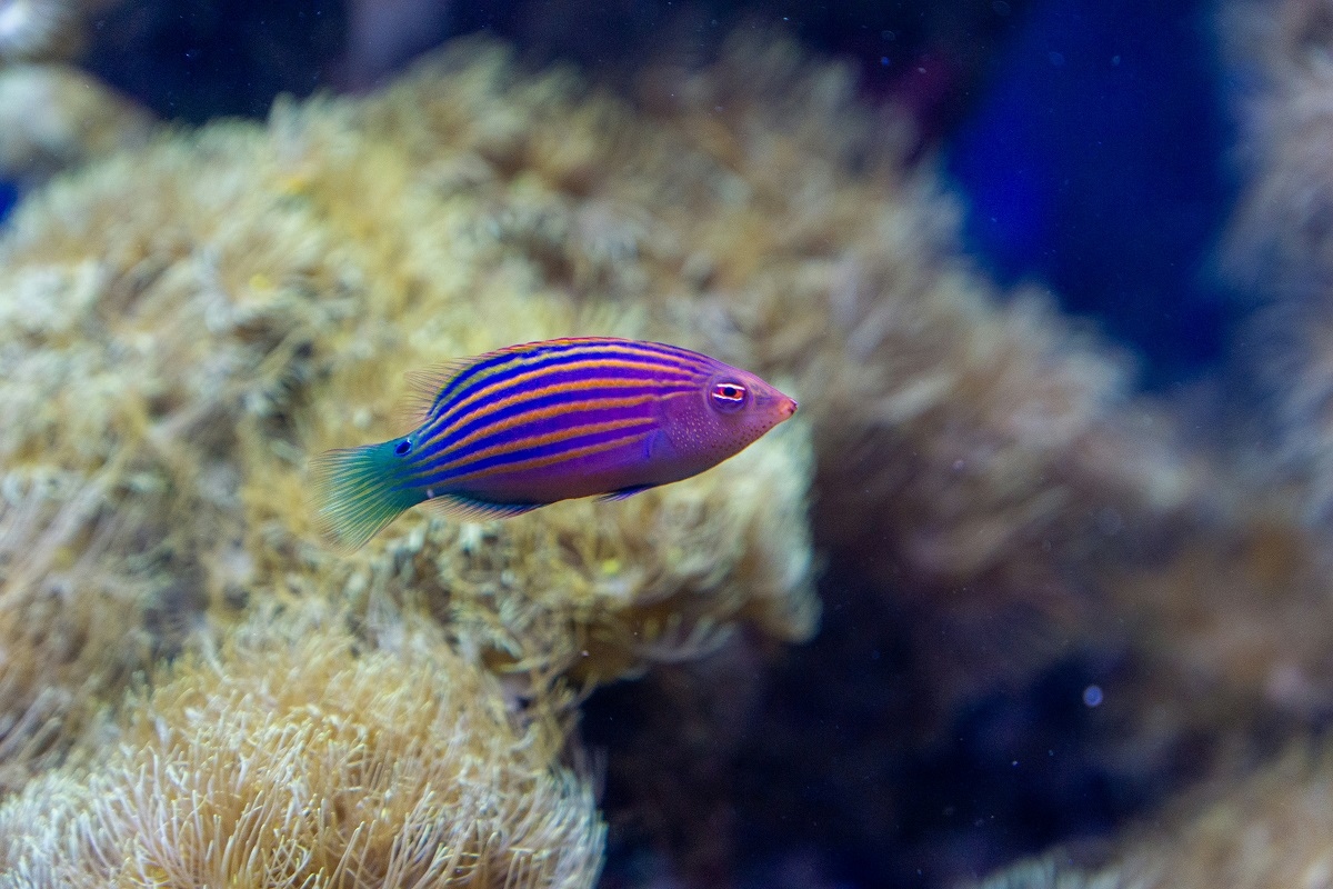 Six Line Wrasse 2