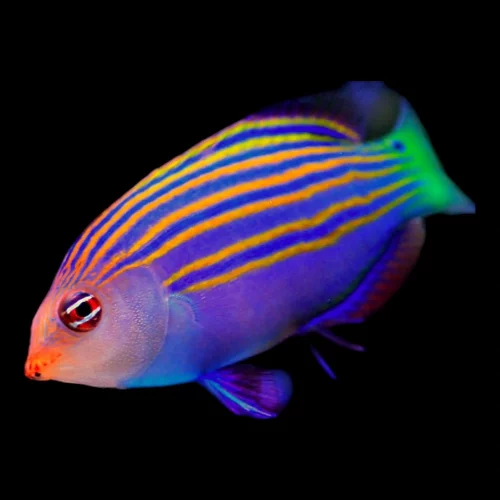 Cá Mó Sáu Sọc – Six Line Wrasse