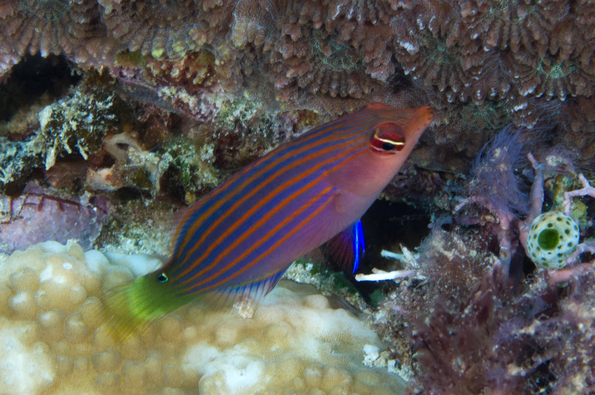 Six Line Wrasse 5