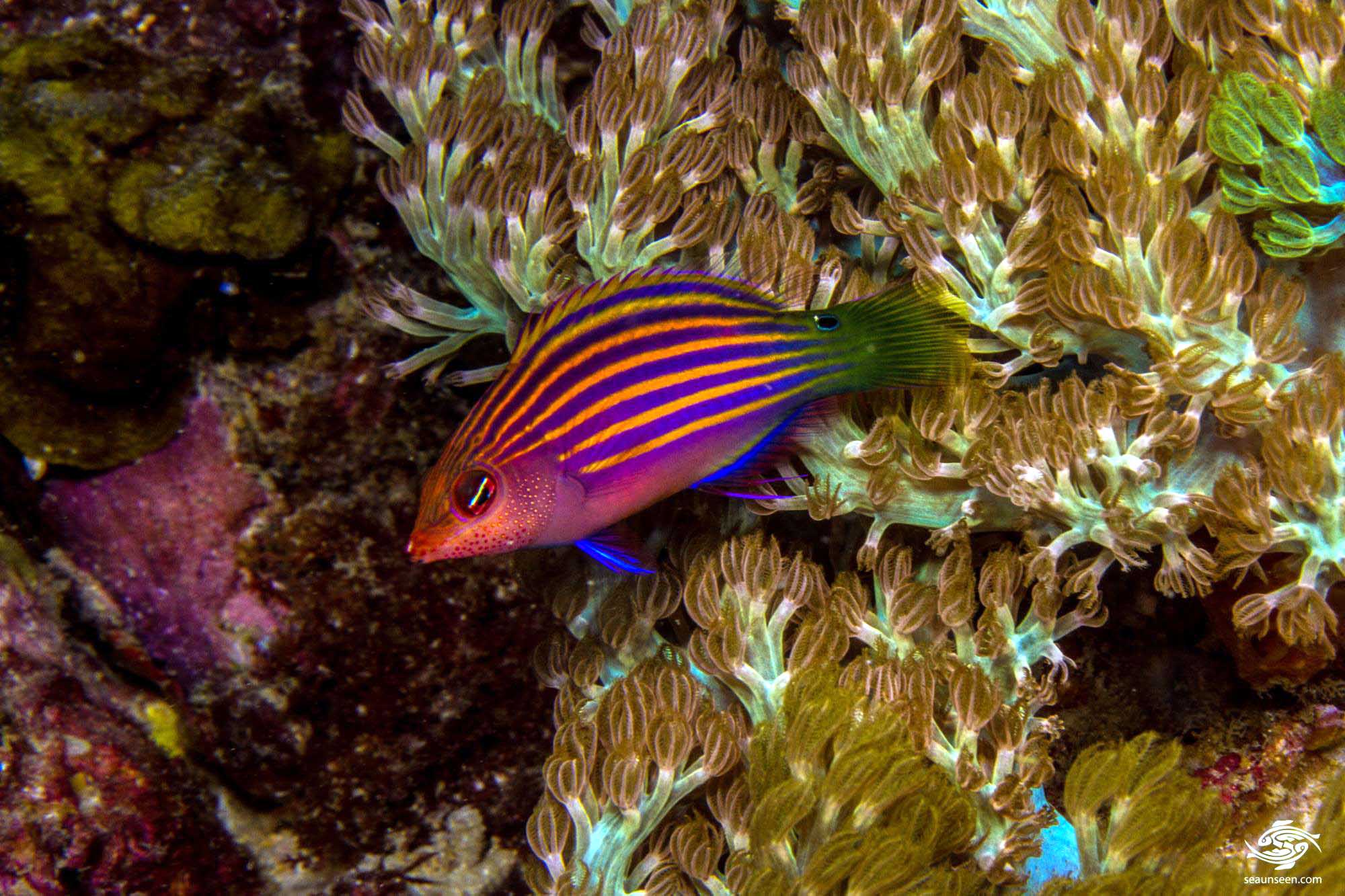 Six Line Wrasse 6