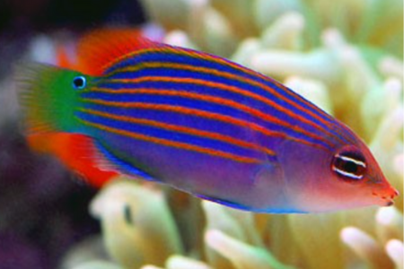 Six Line Wrasse