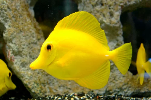 Cá Tang Vàng - Yellow Tang