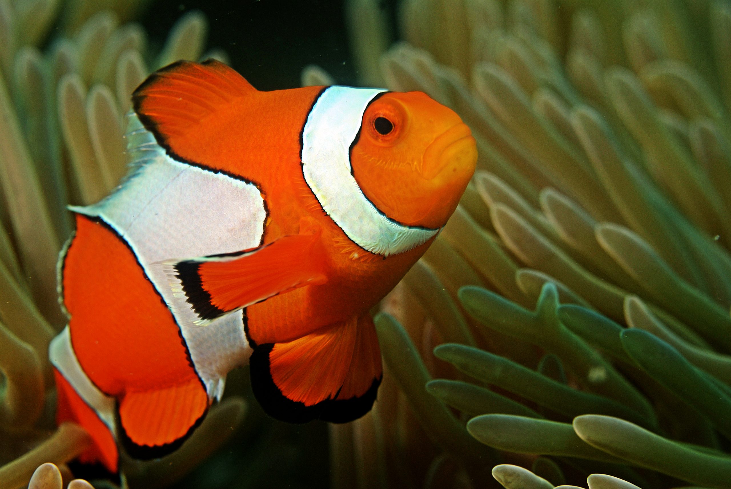 ca-he-nemo-clownfish-2