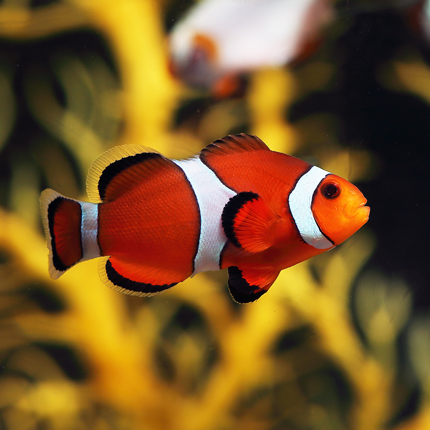 ca-he-nemo-clownfish-3