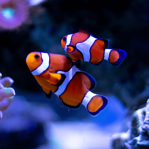 Cá Hề Nemo – Ocellaris Clownfish