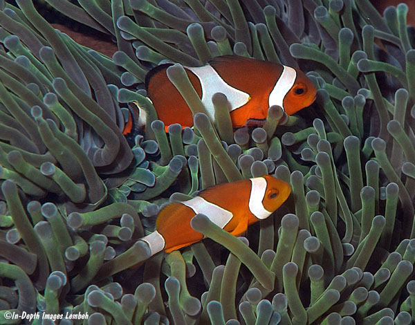 ca-he-nemo-clownfish-5