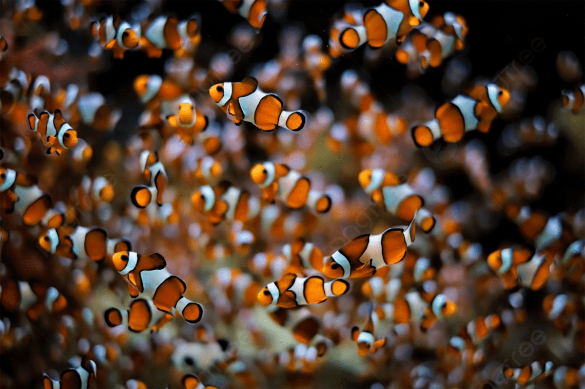 ca-he-nemo-clownfish-6