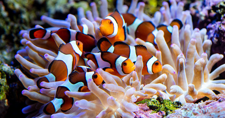ca-he-nemo-clownfish